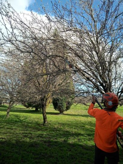 TREE FIX TAS